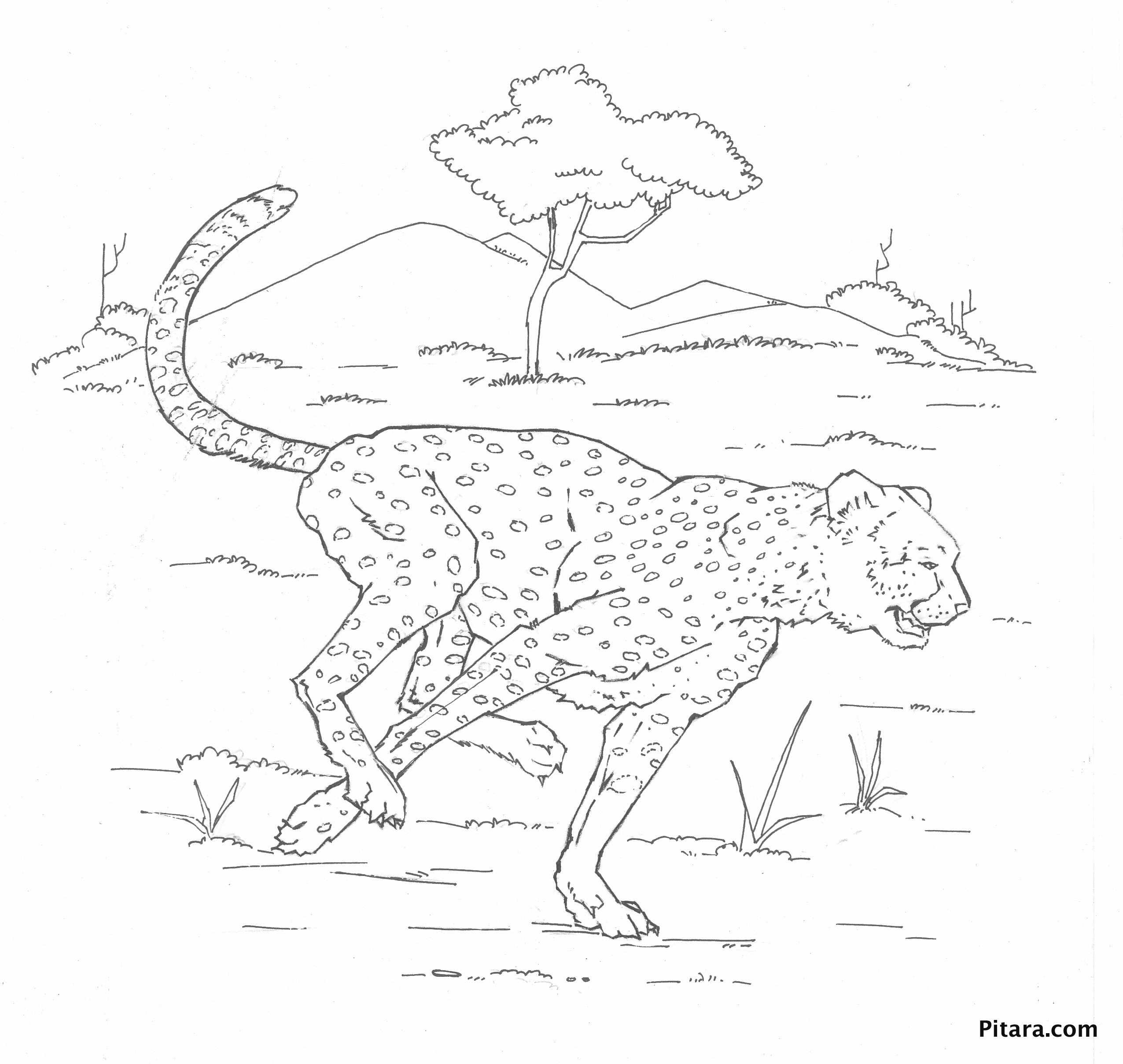 Disegno da colorare: Leopardo (Animali) #9777 - Pagine da Colorare Stampabili Gratuite