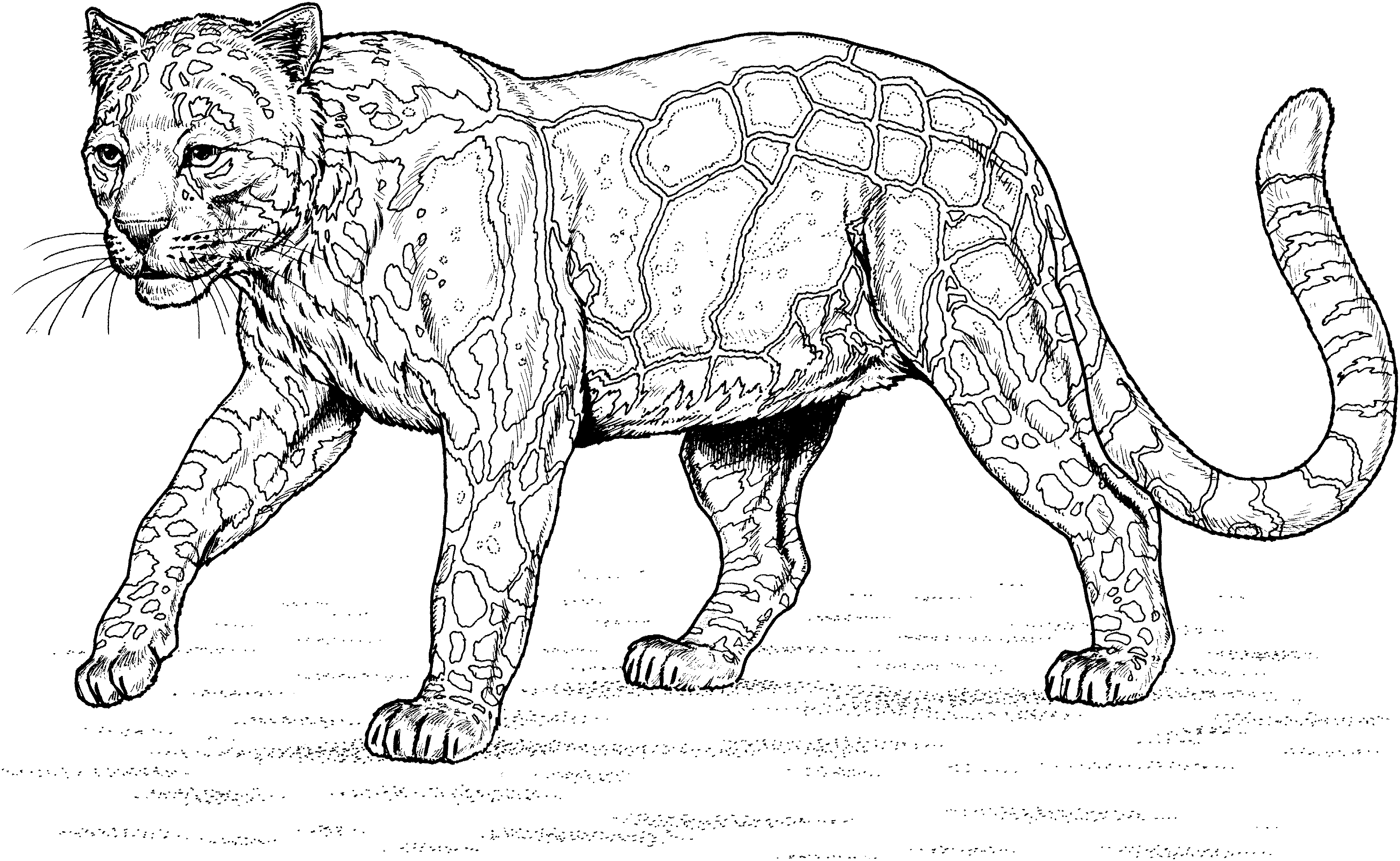 Disegno da colorare: Leopardo (Animali) #9780 - Pagine da Colorare Stampabili Gratuite