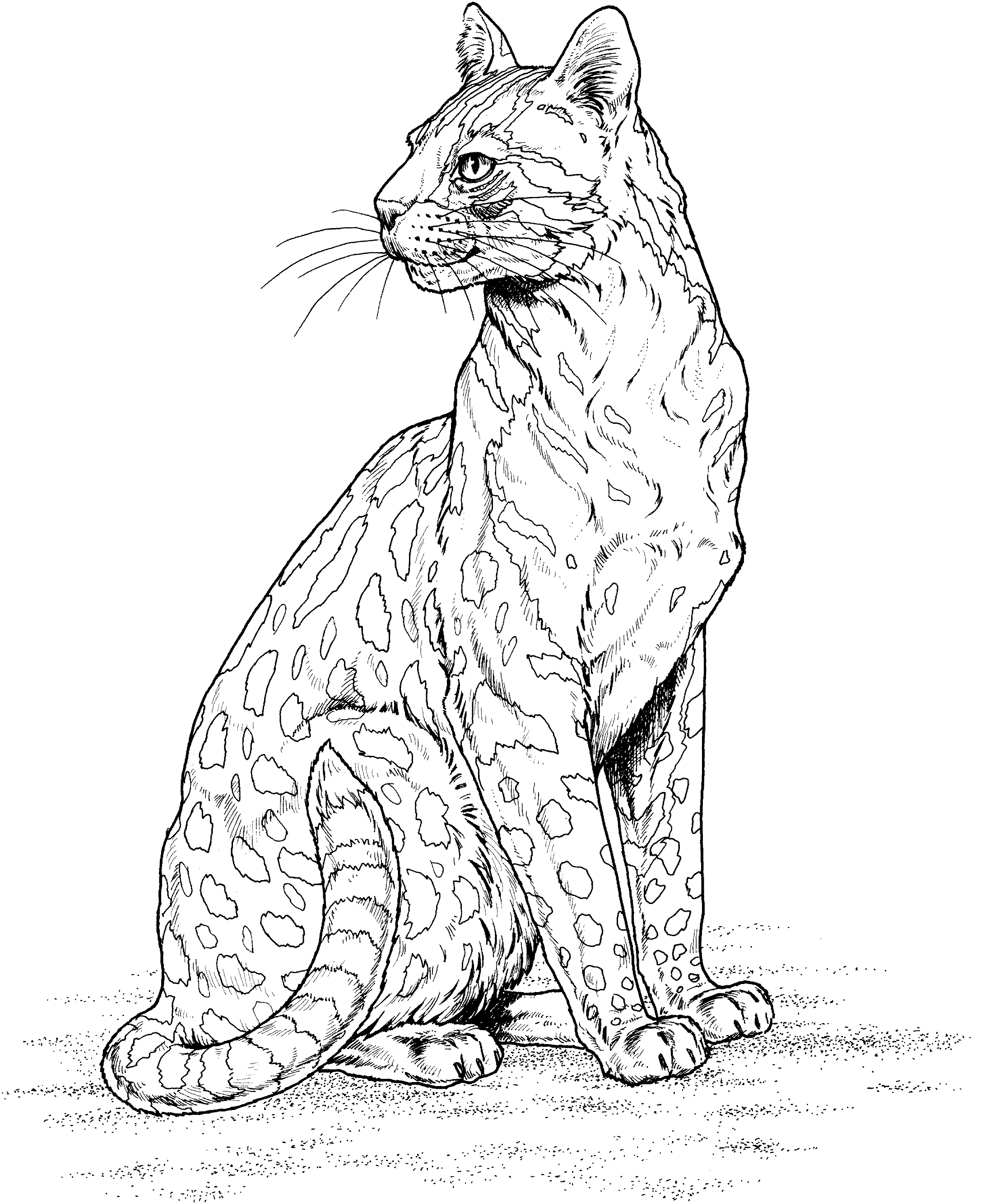 Disegno da colorare: Leopardo (Animali) #9806 - Pagine da Colorare Stampabili Gratuite