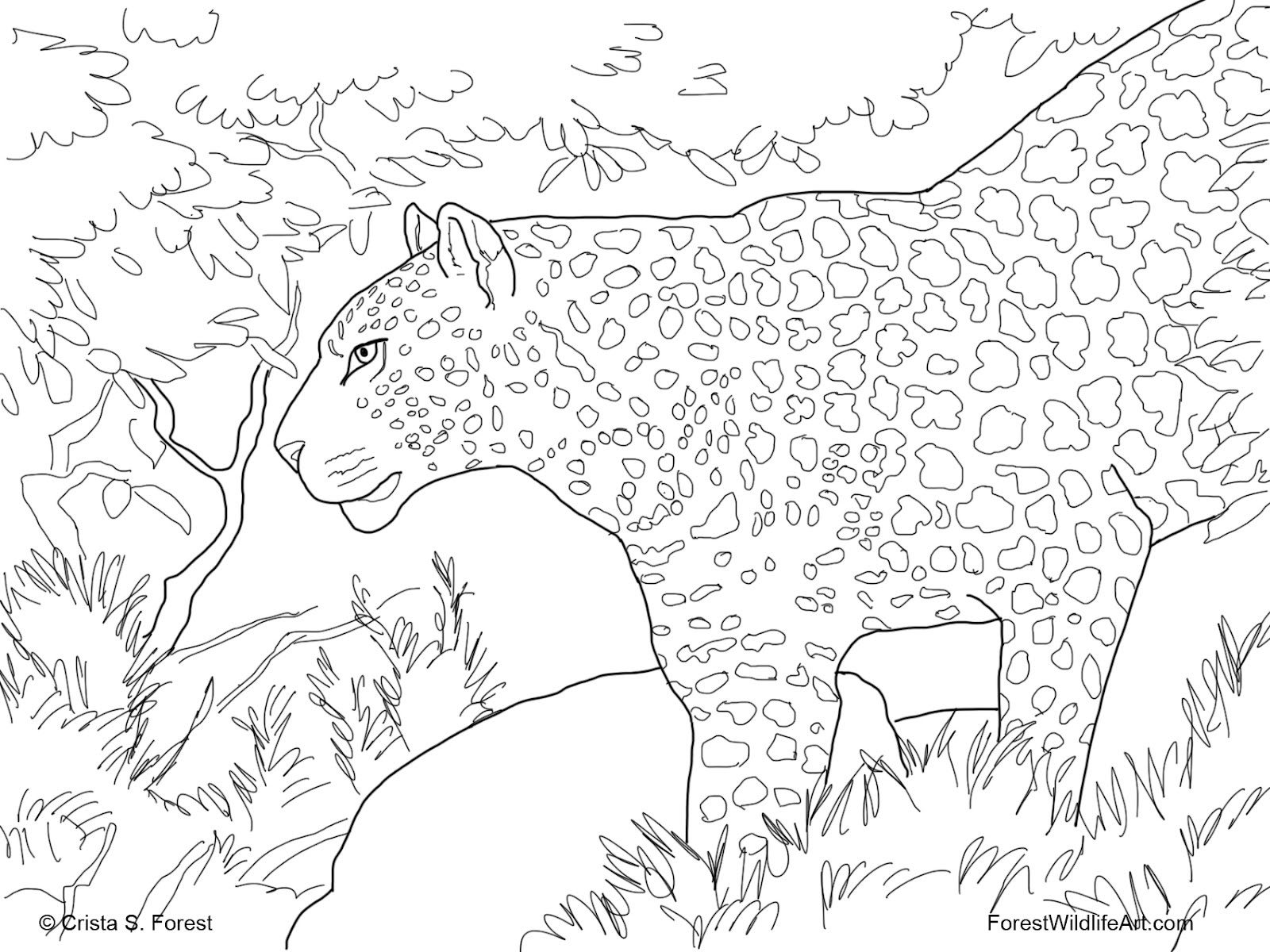 Disegno da colorare: Leopardo (Animali) #9821 - Pagine da Colorare Stampabili Gratuite