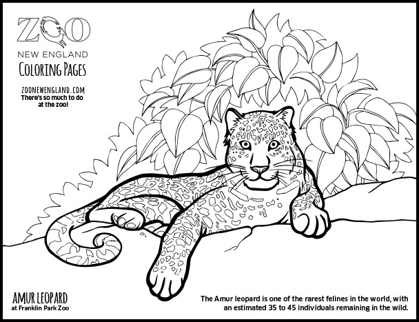 Disegno da colorare: Leopardo (Animali) #9834 - Pagine da Colorare Stampabili Gratuite