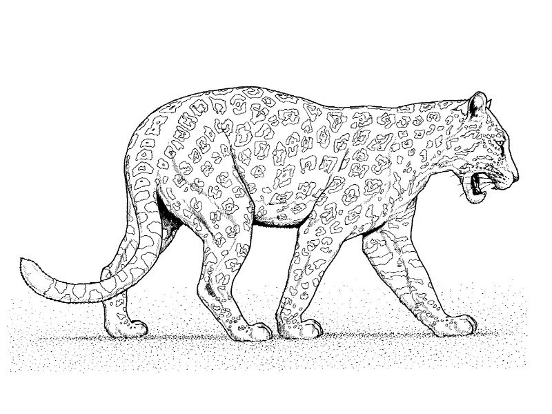 Disegno da colorare: Leopardo (Animali) #9859 - Pagine da Colorare Stampabili Gratuite