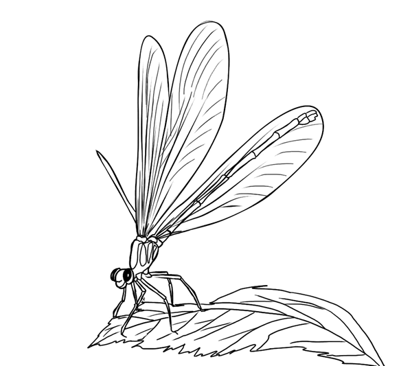 Disegno da colorare: Libellula (Animali) #10000 - Pagine da Colorare Stampabili Gratuite