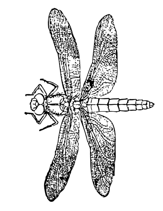 Disegno da colorare: Libellula (Animali) #10011 - Pagine da Colorare Stampabili Gratuite