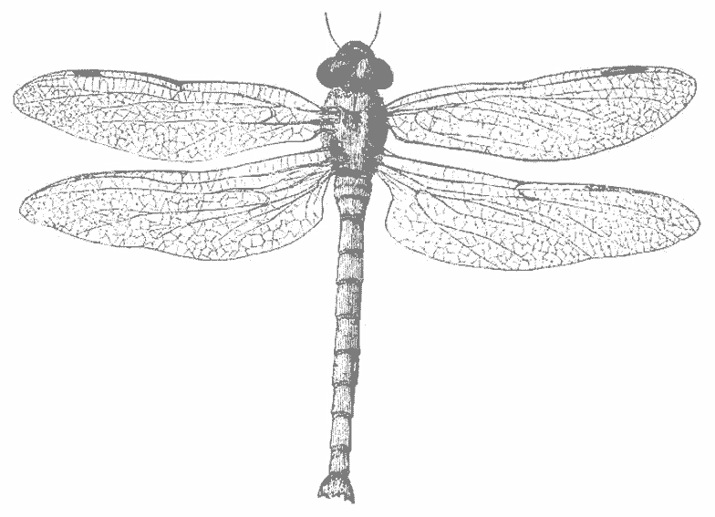 Disegno da colorare: Libellula (Animali) #10019 - Pagine da Colorare Stampabili Gratuite