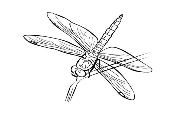 Disegno da colorare: Libellula (Animali) #10067 - Pagine da Colorare Stampabili Gratuite