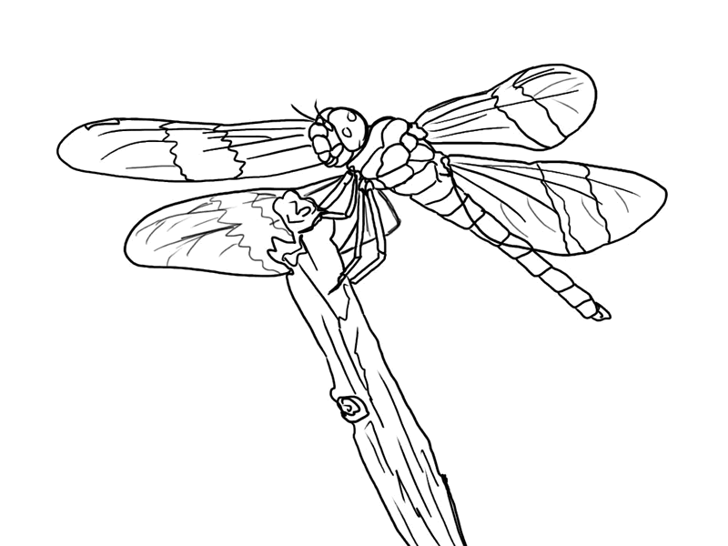 Disegno da colorare: Libellula (Animali) #9897 - Pagine da Colorare Stampabili Gratuite