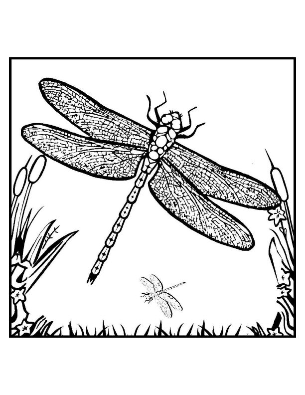 Disegno da colorare: Libellula (Animali) #9936 - Pagine da Colorare Stampabili Gratuite