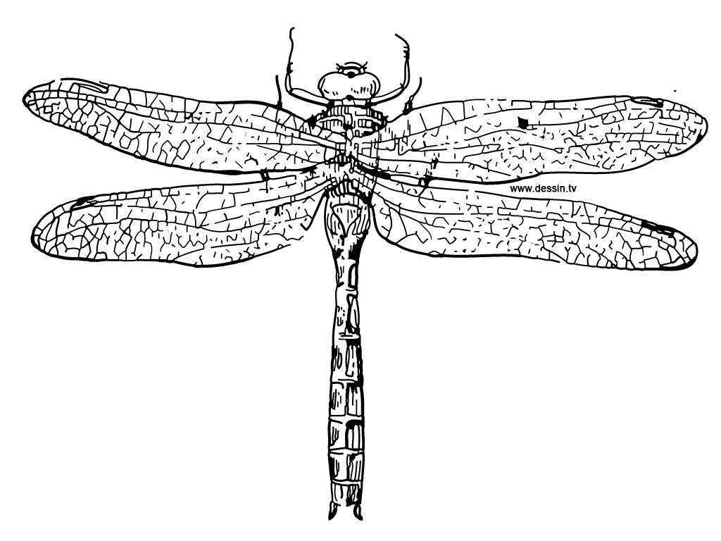 Disegno da colorare: Libellula (Animali) #9939 - Pagine da Colorare Stampabili Gratuite