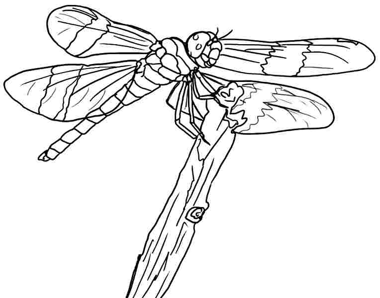 Disegno da colorare: Libellula (Animali) #9966 - Pagine da Colorare Stampabili Gratuite