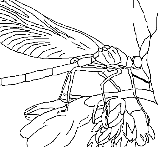 Disegno da colorare: Libellula (Animali) #9979 - Pagine da Colorare Stampabili Gratuite