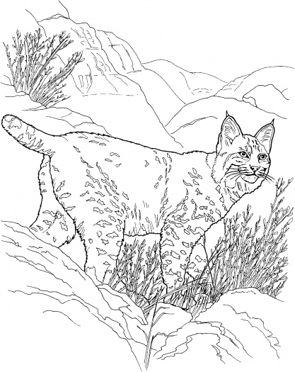 Disegno da colorare: Lince (Animali) #10815 - Pagine da Colorare Stampabili Gratuite