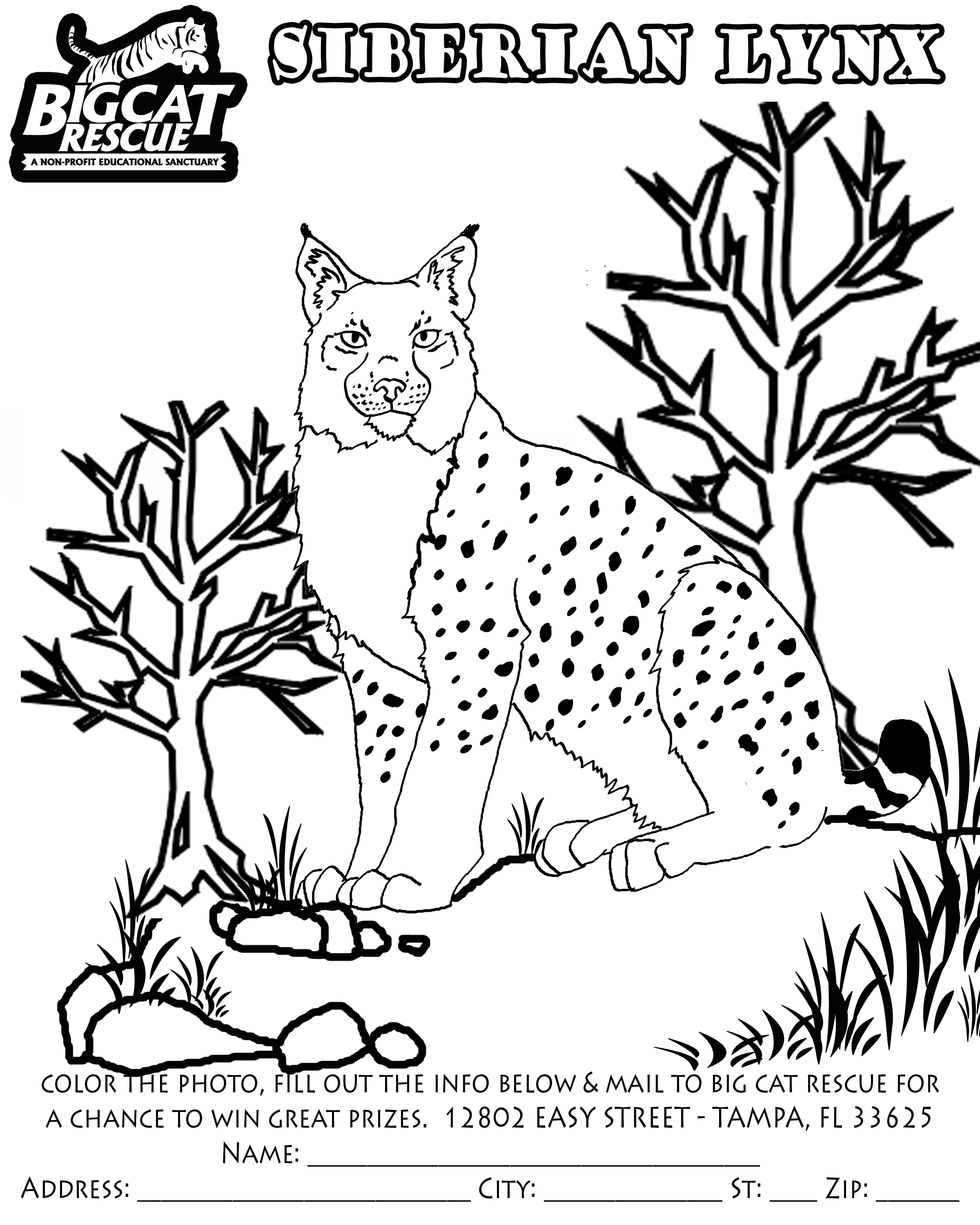 Disegno da colorare: Lince (Animali) #10848 - Pagine da Colorare Stampabili Gratuite