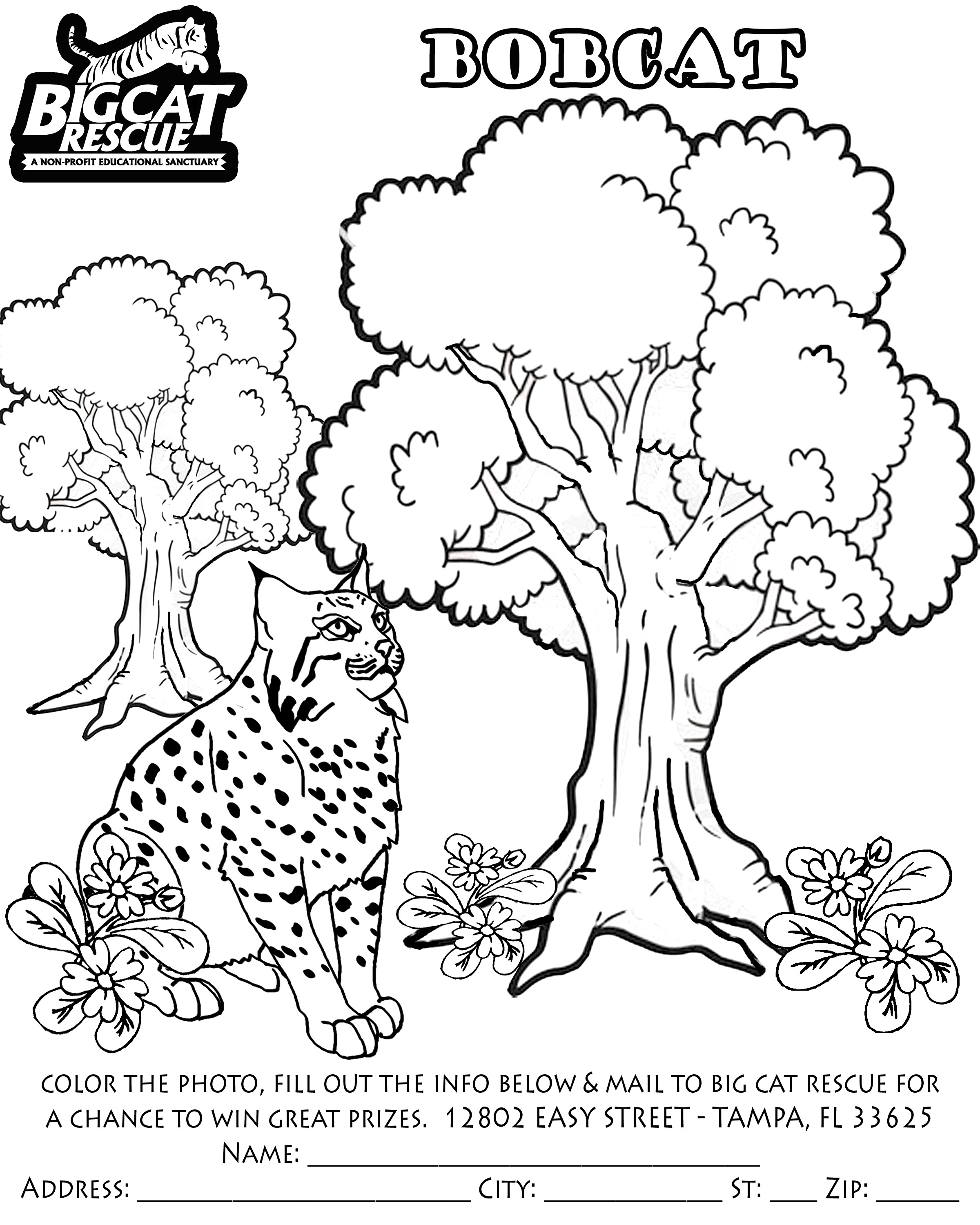 Disegno da colorare: Lince (Animali) #10861 - Pagine da Colorare Stampabili Gratuite