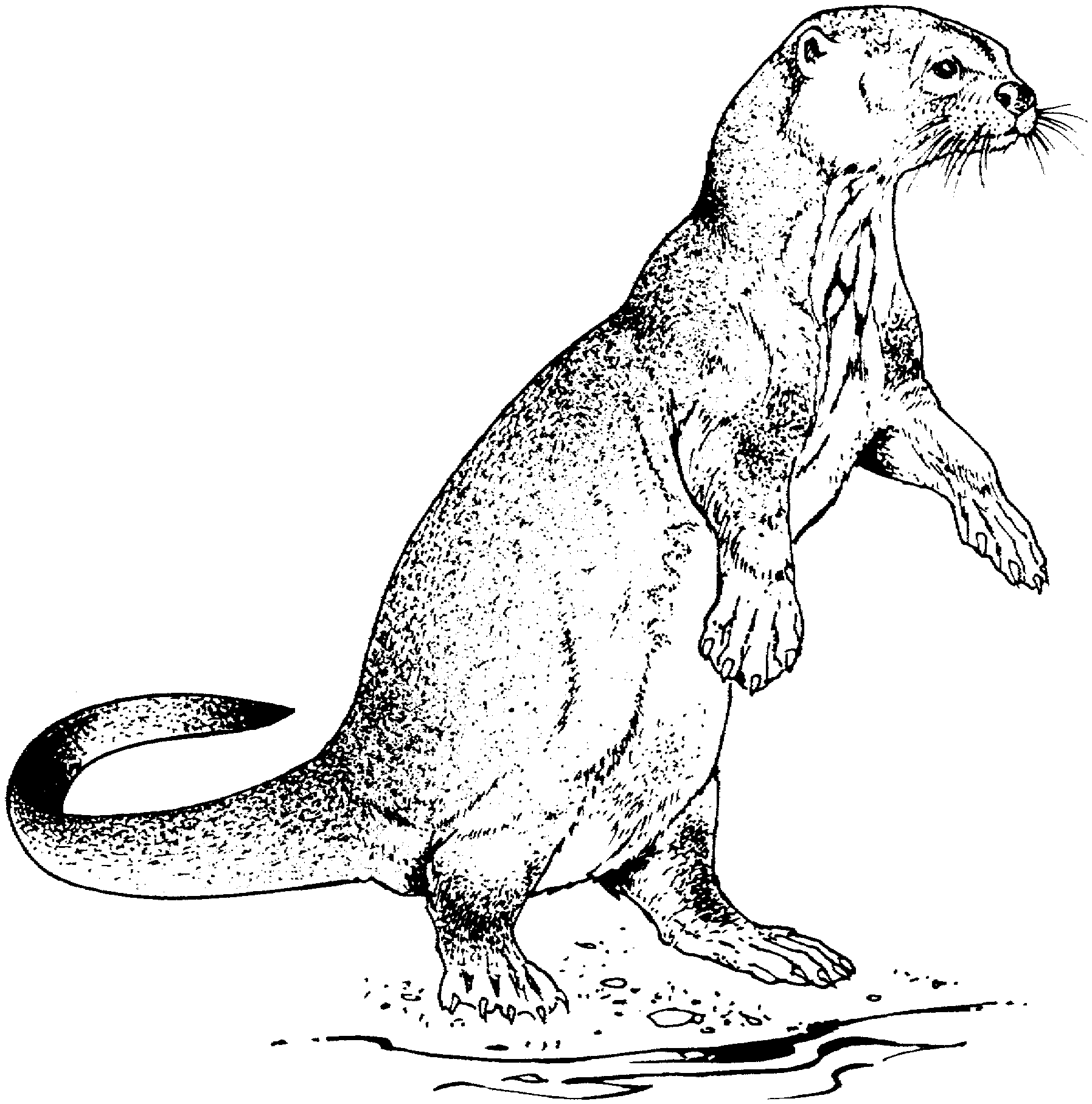 Disegno da colorare: Lontra (Animali) #10659 - Pagine da Colorare Stampabili Gratuite