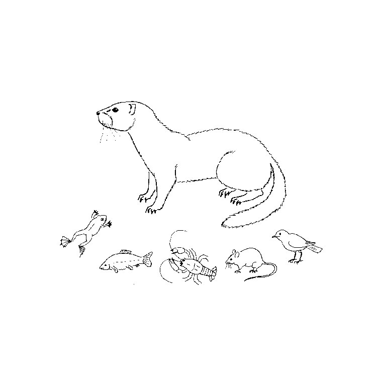 Disegno da colorare: Lontra (Animali) #10724 - Pagine da Colorare Stampabili Gratuite