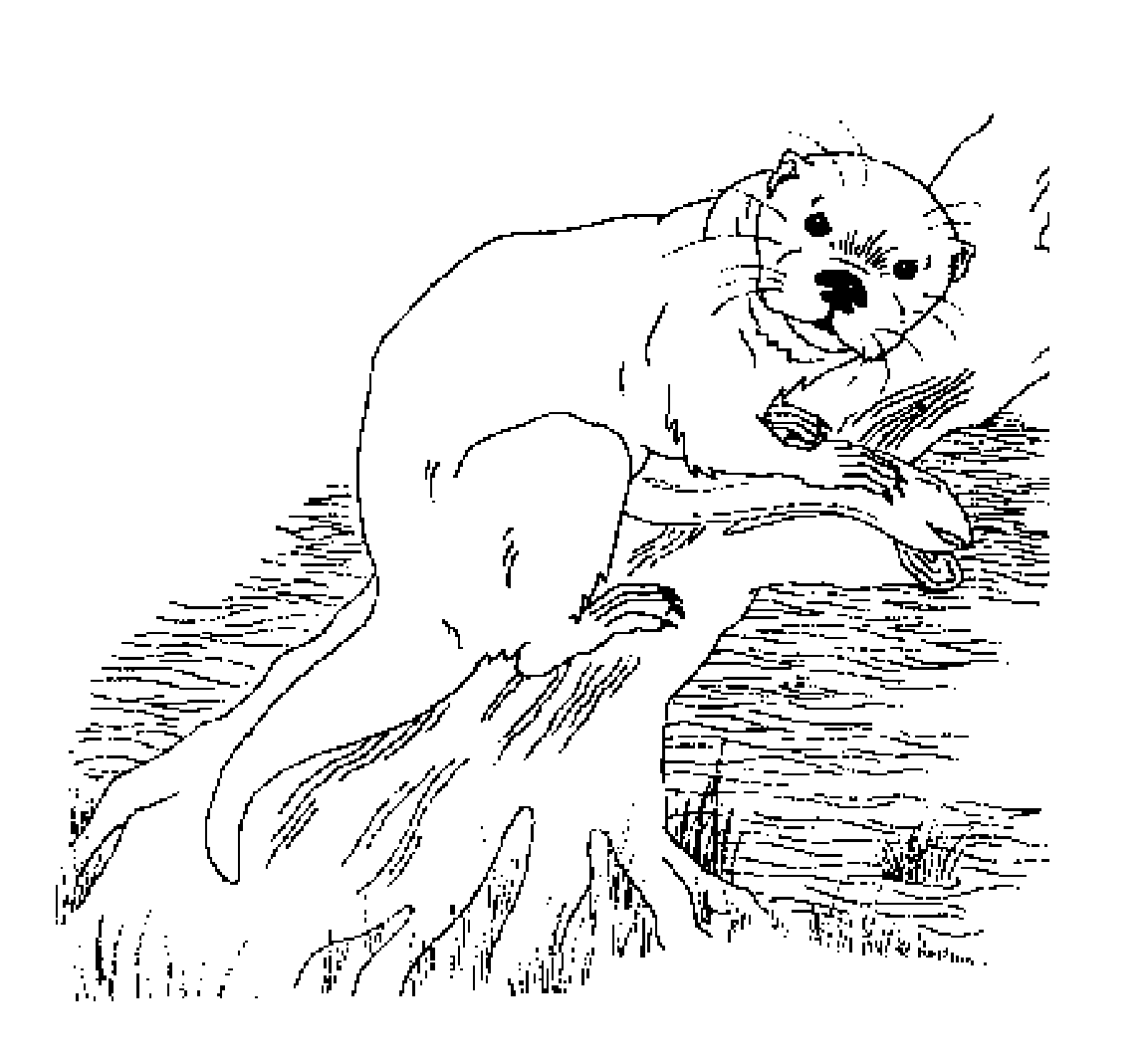 Disegno da colorare: Lontra (Animali) #10729 - Pagine da Colorare Stampabili Gratuite