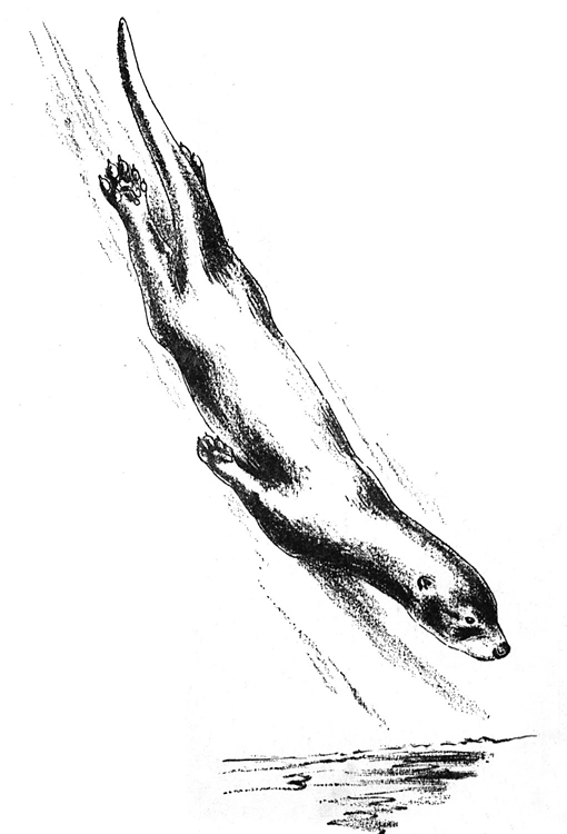 Disegno da colorare: Lontra (Animali) #10779 - Pagine da Colorare Stampabili Gratuite