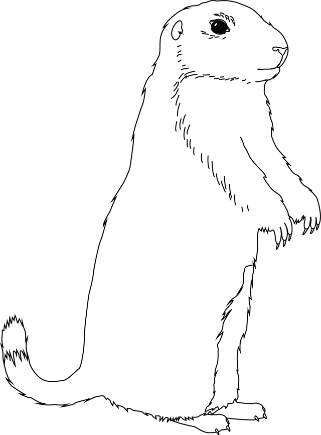 Disegno da colorare: Marmotta (Animali) #10889 - Pagine da Colorare Stampabili Gratuite