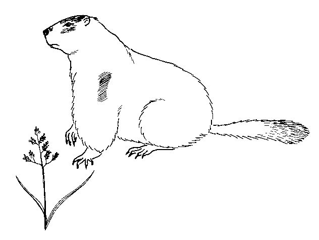 Disegno da colorare: Marmotta (Animali) #10897 - Pagine da Colorare Stampabili Gratuite