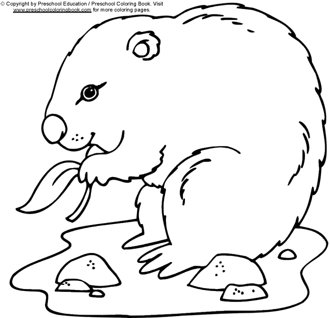 Disegno da colorare: Marmotta (Animali) #10899 - Pagine da Colorare Stampabili Gratuite