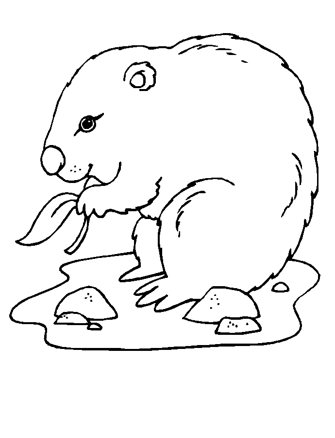 Disegno da colorare: Marmotta (Animali) #10935 - Pagine da Colorare Stampabili Gratuite