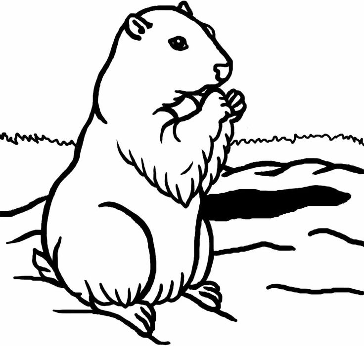 Disegno da colorare: Marmotta (Animali) #10955 - Pagine da Colorare Stampabili Gratuite