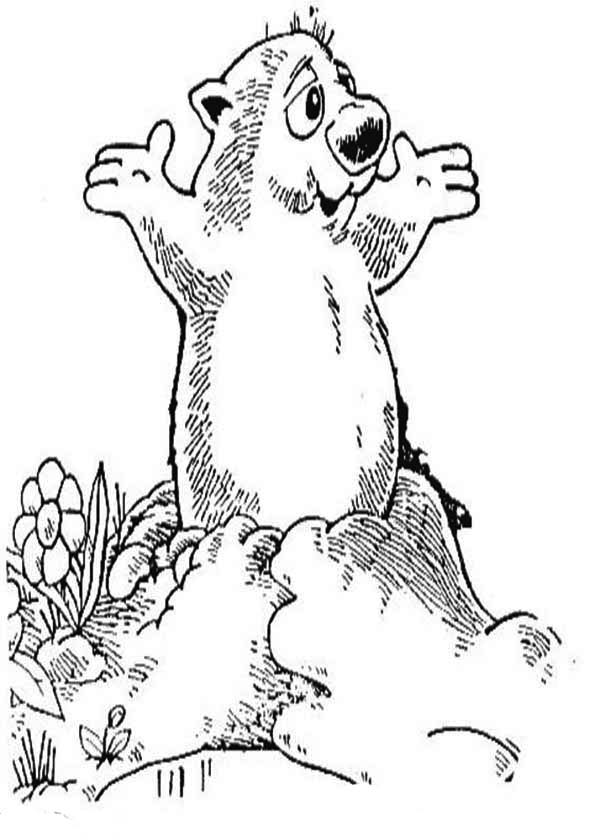 Disegno da colorare: Marmotta (Animali) #10963 - Pagine da Colorare Stampabili Gratuite
