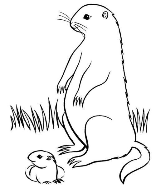 Disegno da colorare: Marmotta (Animali) #10978 - Pagine da Colorare Stampabili Gratuite