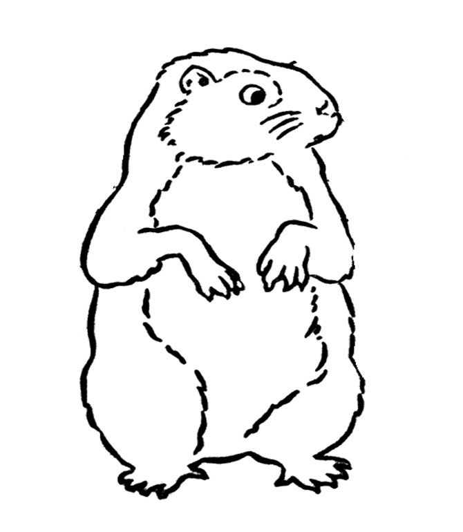Disegno da colorare: Marmotta (Animali) #10985 - Pagine da Colorare Stampabili Gratuite
