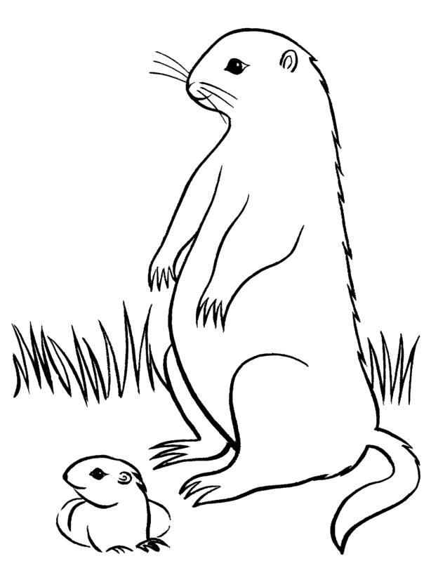 Disegno da colorare: Marmotta (Animali) #10999 - Pagine da Colorare Stampabili Gratuite