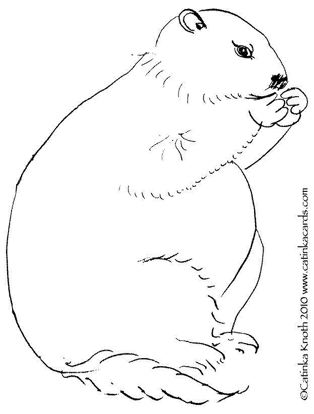 Disegno da colorare: Marmotta (Animali) #11073 - Pagine da Colorare Stampabili Gratuite