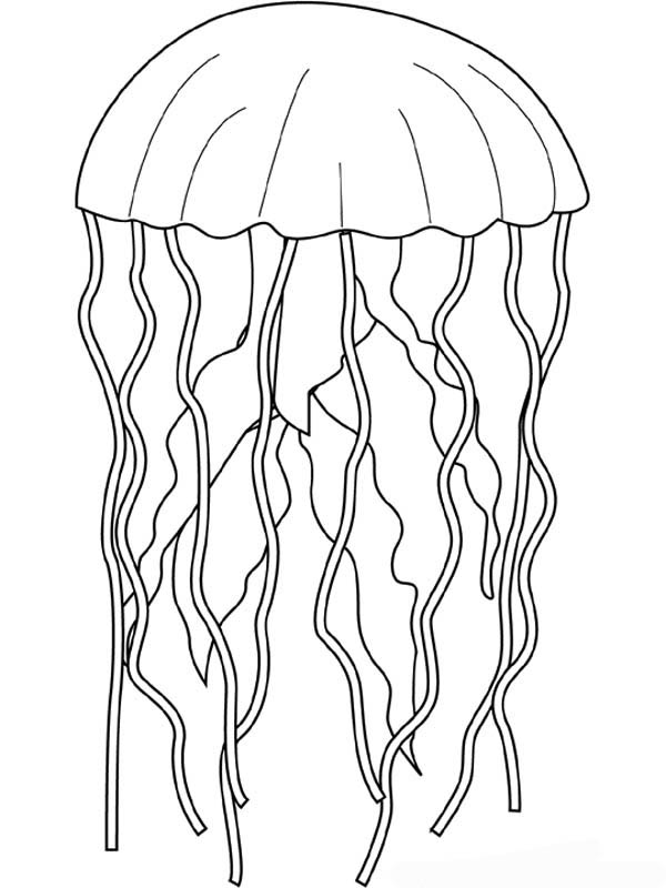 Disegno da colorare: Medusa (Animali) #20383 - Pagine da Colorare Stampabili Gratuite