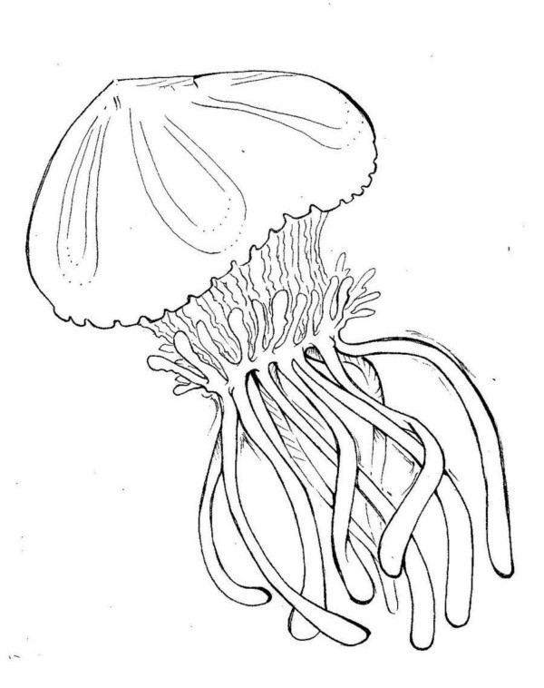 Disegno da colorare: Medusa (Animali) #20397 - Pagine da Colorare Stampabili Gratuite