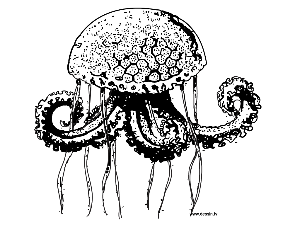 Disegno da colorare: Medusa (Animali) #20435 - Pagine da Colorare Stampabili Gratuite
