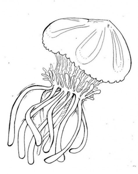 Disegno da colorare: Medusa (Animali) #20451 - Pagine da Colorare Stampabili Gratuite