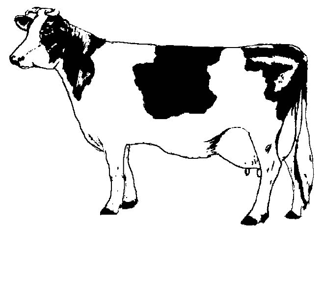 Disegno da colorare: Mucca (Animali) #13196 - Pagine da Colorare Stampabili Gratuite