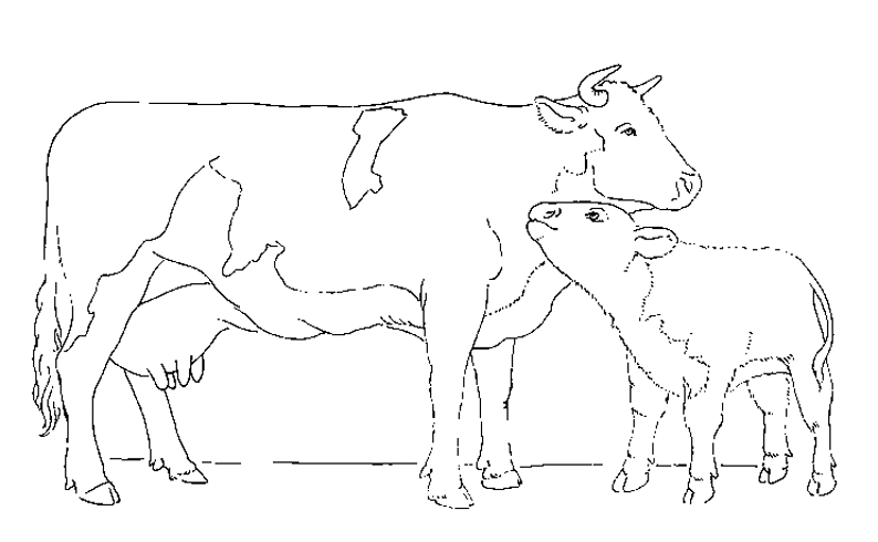 Disegno da colorare: Mucca (Animali) #13298 - Pagine da Colorare Stampabili Gratuite