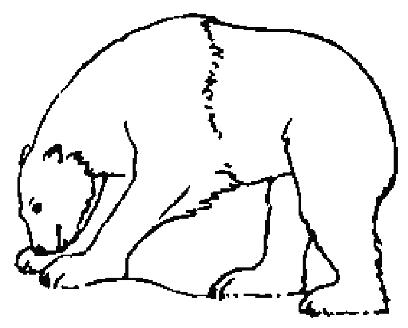 Disegno da colorare: Orso (Animali) #12231 - Pagine da Colorare Stampabili Gratuite