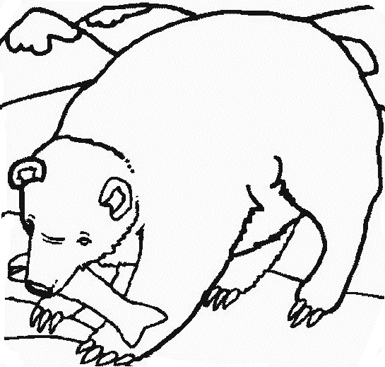 Disegno da colorare: Orso (Animali) #12286 - Pagine da Colorare Stampabili Gratuite