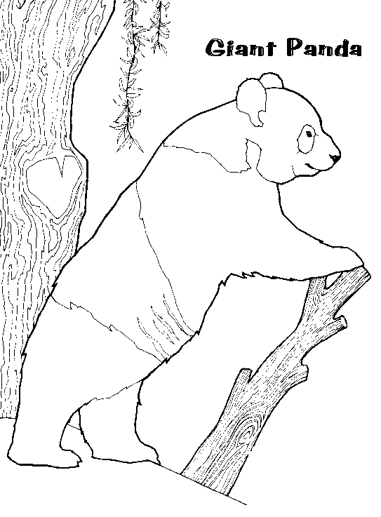 Disegno da colorare: Panda (Animali) #12508 - Pagine da Colorare Stampabili Gratuite