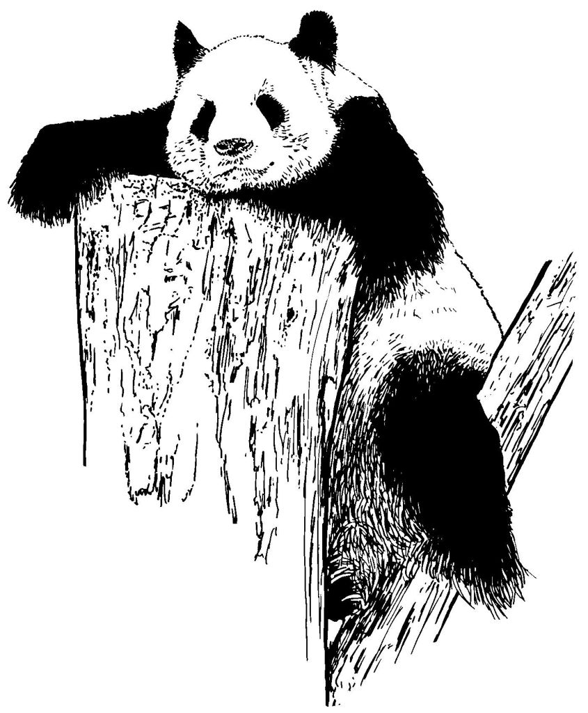 Disegno da colorare: Panda (Animali) #12625 - Pagine da Colorare Stampabili Gratuite