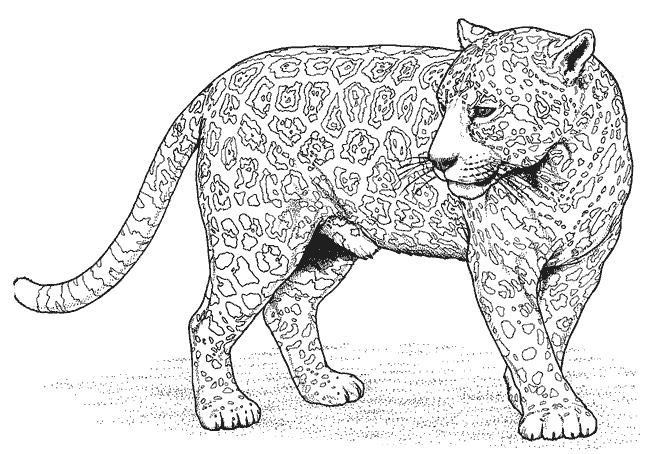Disegno da colorare: Pantera (Animali) #15513 - Pagine da Colorare Stampabili Gratuite
