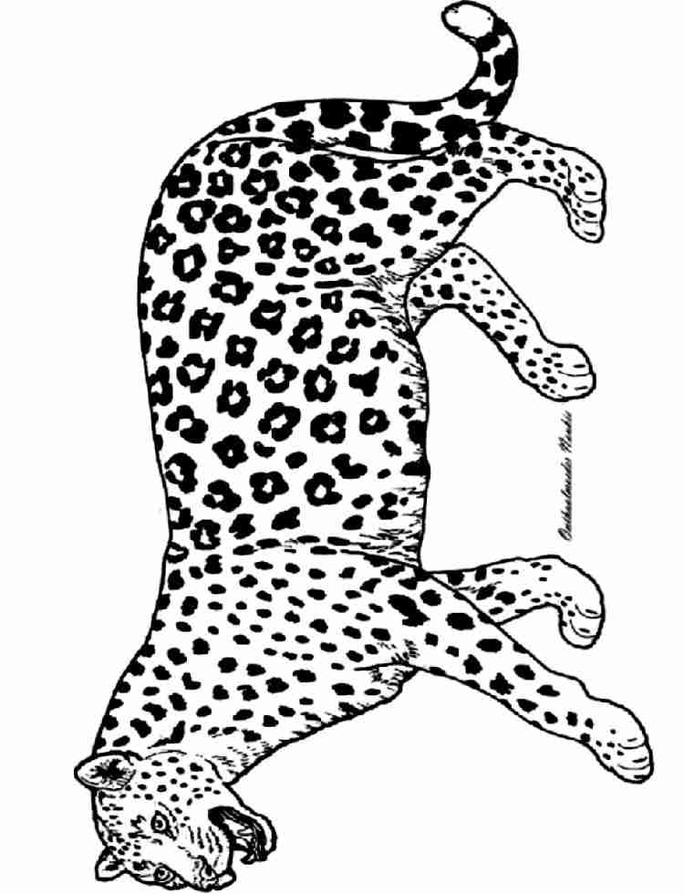 Disegno da colorare: Pantera (Animali) #15520 - Pagine da Colorare Stampabili Gratuite