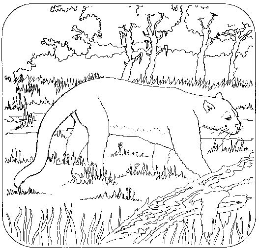 Disegno da colorare: Pantera (Animali) #15547 - Pagine da Colorare Stampabili Gratuite