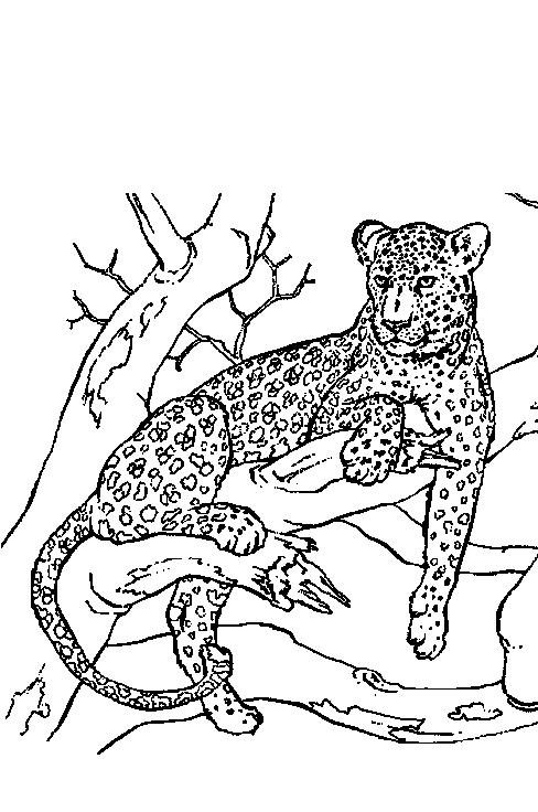 Disegno da colorare: Pantera (Animali) #15566 - Pagine da Colorare Stampabili Gratuite
