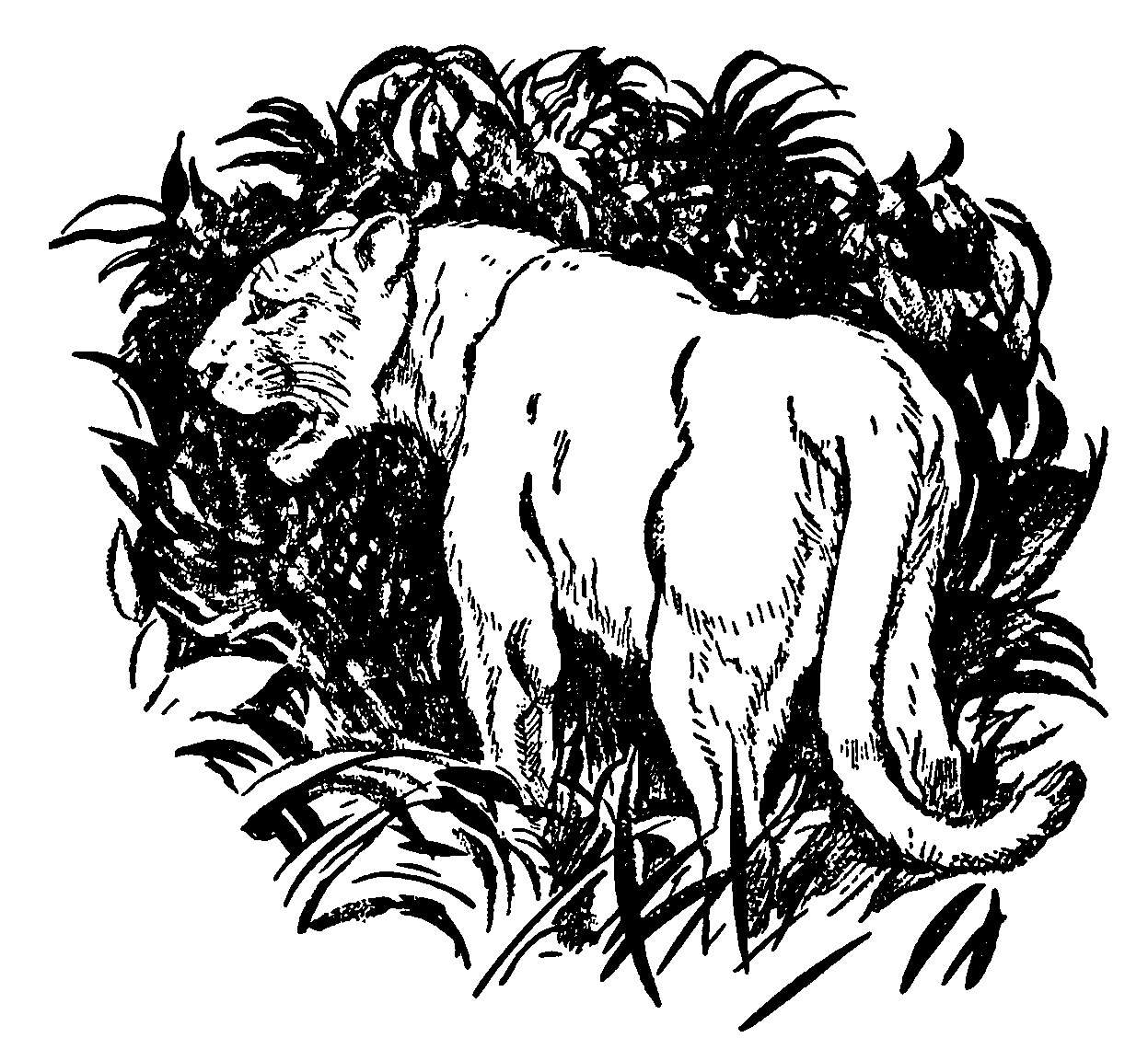 Disegno da colorare: Pantera (Animali) #15590 - Pagine da Colorare Stampabili Gratuite