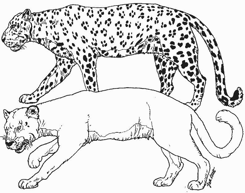 Disegno da colorare: Pantera (Animali) #15598 - Pagine da Colorare Stampabili Gratuite