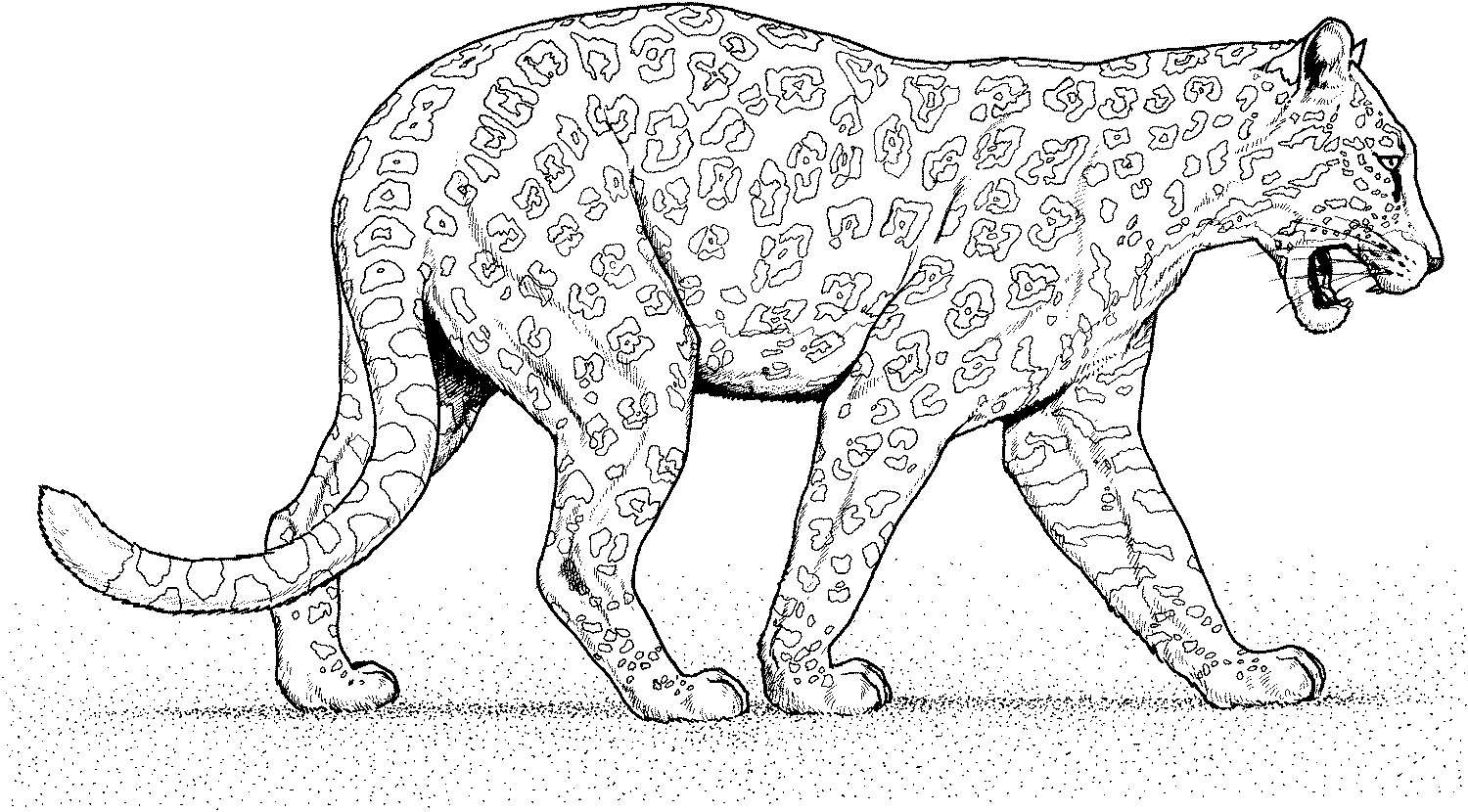 Disegno da colorare: Pantera (Animali) #15617 - Pagine da Colorare Stampabili Gratuite