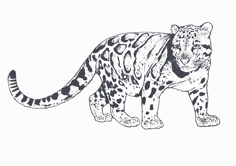 Disegno da colorare: Pantera (Animali) #15651 - Pagine da Colorare Stampabili Gratuite